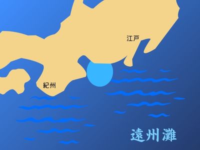 遠州灘の生き物